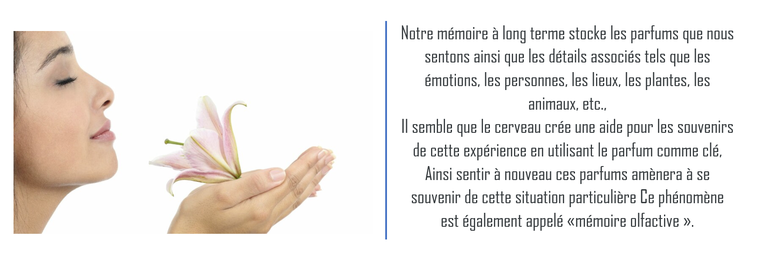 mémoire des parfums